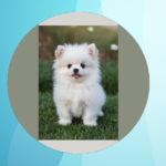 Irresistible Teacup Puppies: Tiny Tails and Big Hearts Await You!