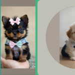Discover the Adorable World of Teacup Puppies