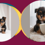 Teacup Puppies Galore: A Miniature World of Cuteness