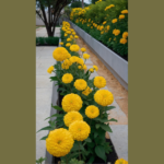 Modernize Your Outdoor Oasis: 15 Fence Line Landscaping Ideas for a Sleek and Stylish Yard