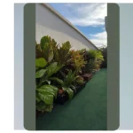 Lively Leaves: 15 House Plant Ideas for Stunning Indoor Decor