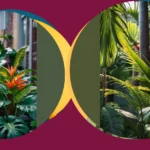 Tropical Charms: 15 Outdoor Full Sun Plants to Brighten Your Backyard