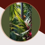 Bright and Beautiful: 15 Tropical Sun-Lovers for Your Outdoor Full Sun Haven