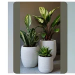 15 Indoor Plants That Will Transform Your Living Room into a Lush Paradise
