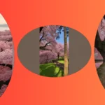 Blossoms of Fantasy: 17 Ways to Incorporate Pink Trees into Your Aesthetic**  
**