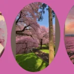 Dreamy Pink Tree Inspirations for Your Next Aesthetic Project**  
**