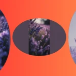 Your Guide to 15 Lavender Wallpaper Inspirations for a Dreamy Aesthetic