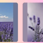 Pastel Purple Aesthetic Galore: 15 Lavender Wallpaper Ideas
