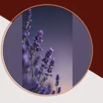 Discover the Magic of Lavender: 15 Wallpaper Ideas You’ll Adore