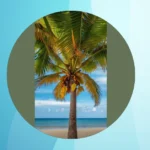 Coconut Beach Wallpaper: Your Device’s New Best Friend**  
**