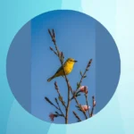 Feather Friends for Your Walls: 20 Birdy Wallpaper Ideas