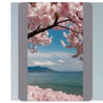 Discovering Japan’s Aesthetic Cherry Blossom Icons