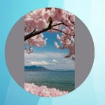 Unveiling 21 Cherry Blossom Treasures Around the Globe!