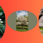 16 Stunning Flowering Trees to Elevate Your Outdoor Space  
**