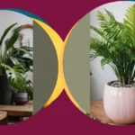 Cozy Up Your Space: 16 Room Plants for a Stylish Indoor Escape