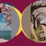 Sakura Dreams: 21 Cherry Blossom Spots That Will Steal Your Heart