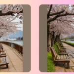 Journey to Bloom: 21 Unforgettable Cherry Blossom Locations You’ll Love