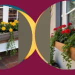 Petal Power: 21 Window Box Flower Ideas to Brighten Your Home