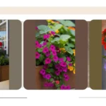 Transform Your Space with 21 Stylish Window Box Flower Ideas